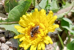 Astylus quadrilineatus