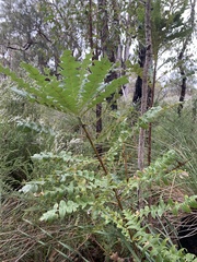 Banksia grandis