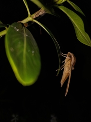 Theretra silhetensis