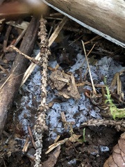 Hydnellum suaveolens