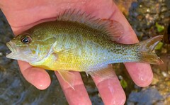 Lepomis auritus