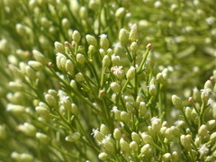 Baccharis sarothroides