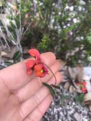 Kennedia coccinea