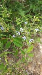 Carlowrightia parviflora