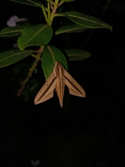 Theretra silhetensis