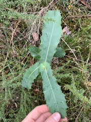 Hakea amplexicaulis