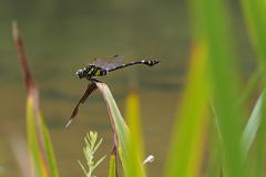 Ictinogomphus pertinax