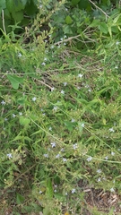 Carlowrightia parviflora
