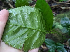 Rubus nebulosus