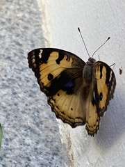 Junonia hierta