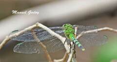 Erythemis vesiculosa