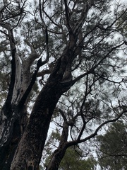 Allocasuarina fraseriana