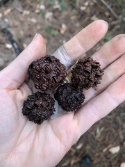 Allocasuarina fraseriana