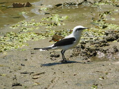 Fluvicola nengeta