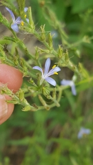Carlowrightia parviflora