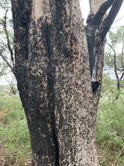 Allocasuarina fraseriana