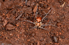 Ammoxenus amphalodes