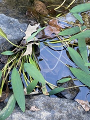 Orontium aquaticum