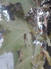 Platanus × hispanica
