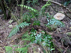 Asplenium oblongifolium