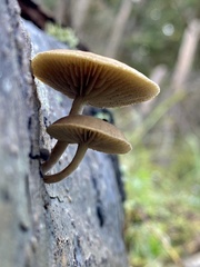 Simocybe centunculus