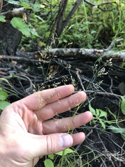 Agrostis perennans
