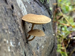 Simocybe centunculus
