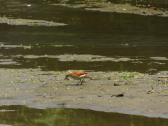 Furnarius leucopus