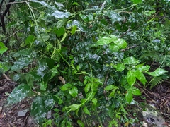 Gynochthodes jasminoides