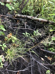 Agrostis perennans