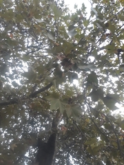 Platanus × hispanica