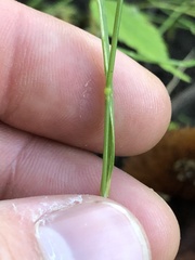 Agrostis perennans