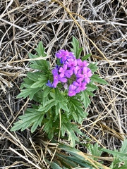 Glandularia wrightii