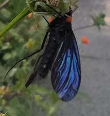 Cyananthrax cyanopterus