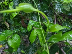 Gynochthodes jasminoides