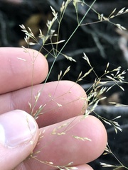 Agrostis perennans