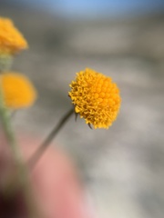 Thymophylla setifolia