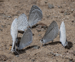Celastrina echo