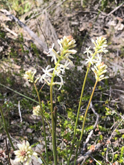 Stackhousia monogyna