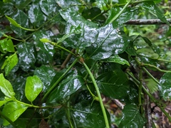 Gynochthodes jasminoides