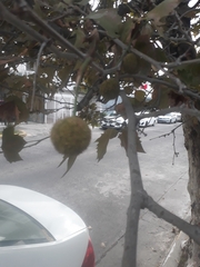 Platanus × hispanica