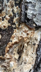 Radulomyces
