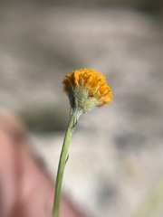 Thymophylla setifolia