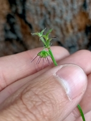 Opercularia hispidula