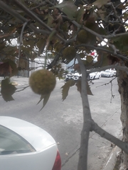 Platanus × hispanica