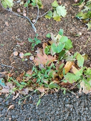 Microstegium vimineum