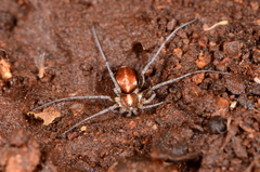 Ammoxenus amphalodes