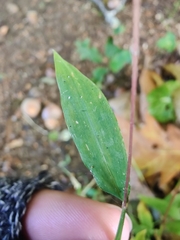 Microstegium vimineum