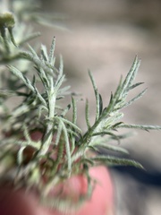 Thymophylla setifolia