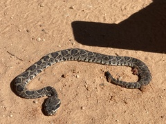 Crotalus adamanteus